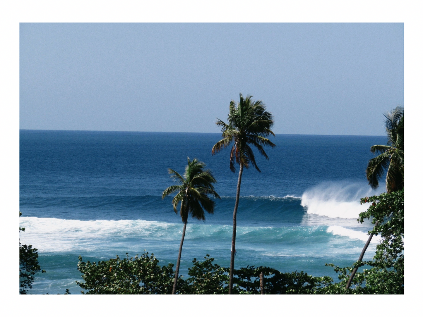 tres palmas